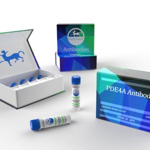 PDE4A Antibody