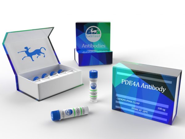 PDE4A Antibody